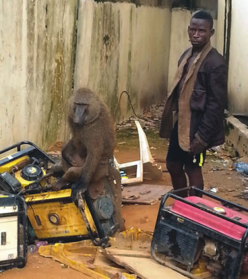 See the man who uses snakes and monkeys for robbery in Lagos (Photo)