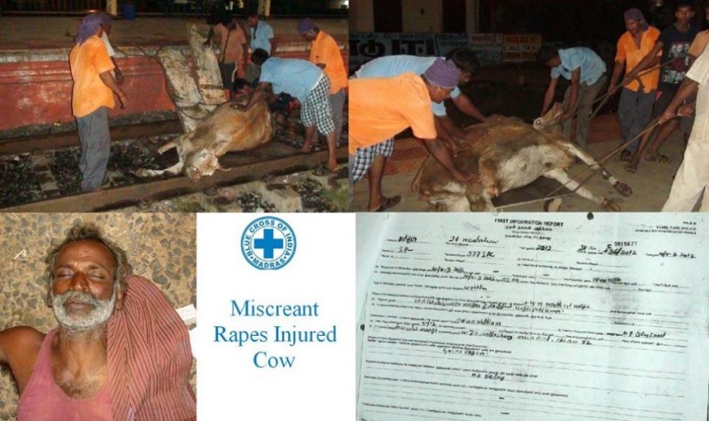 indian-man-rapes-injured-cow