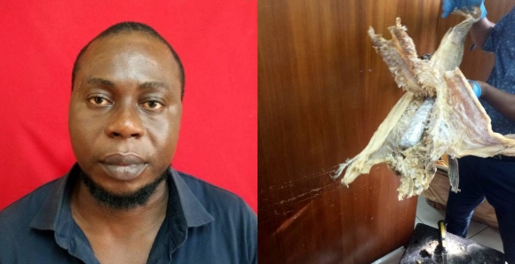 Two Nigerians arrested in Ghana for trafficking drugs hidden in stockfish