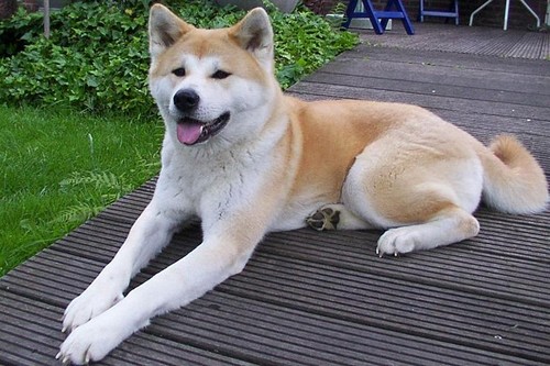 Japanese-style-AkitaMost expensive dog breeds-theinfong.com