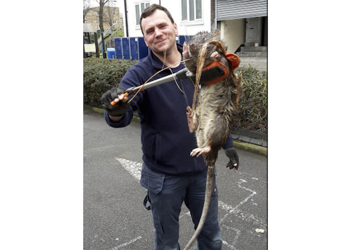 See the giant rat bigger than a child found in London theinfong.com 700x498