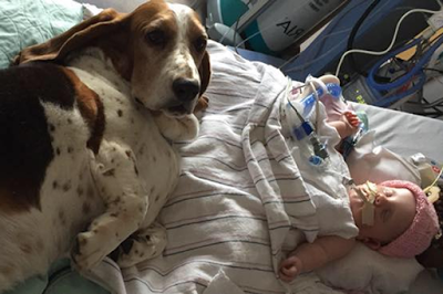 Family dog refuses to leave hospital bedside of baby girl left in coma after developing stroke (Photos) theinfong.com