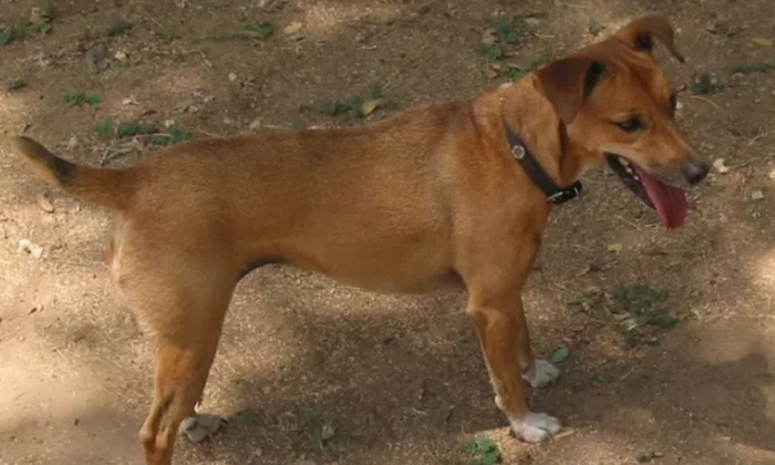 Man jailed in Ogun state for naming his pet dog ‘Buhari’ theinfong.com 700x420