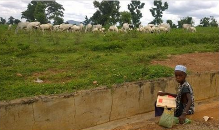 Photo of a young Fulani boy reading while he feeds his cows has melted everyone's heart theinfong.com 700x416