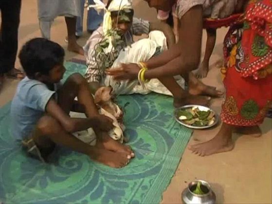 7 year old boy marries a dog in India - See why theinfong.com