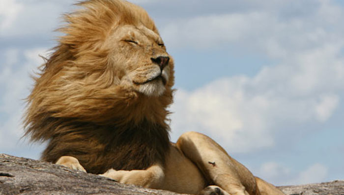facts about lions theinfong.com.jpg-700x392