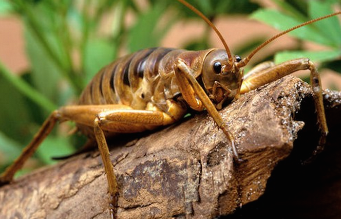 10 most terrifying insects in the world theinfong.com - 700x450