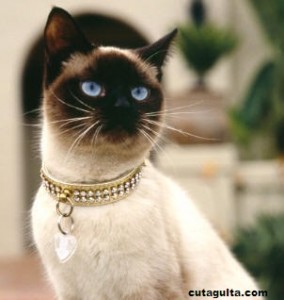 siamese_cat_necklace-284x300