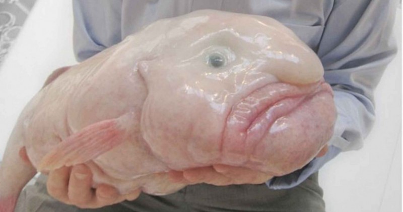 16 weirdest things found underwater theinfong.com blobfish