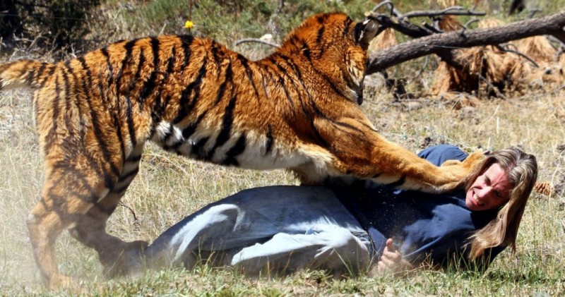 10 times tourists were killed by wild animals theinfong.com