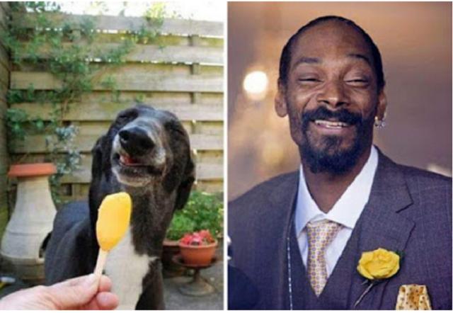 Pictures of animals who look like your favourite celebs