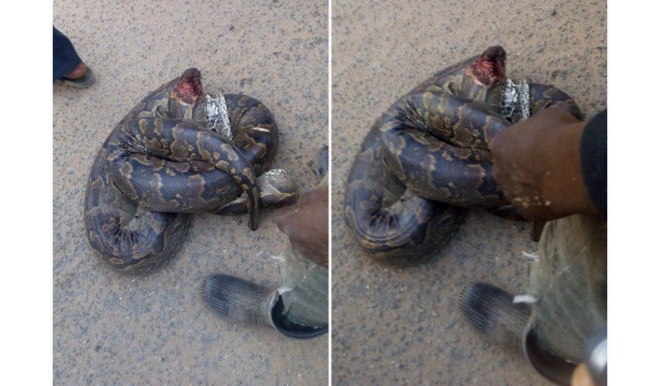 The huge & long python killed at Ijebu Ode