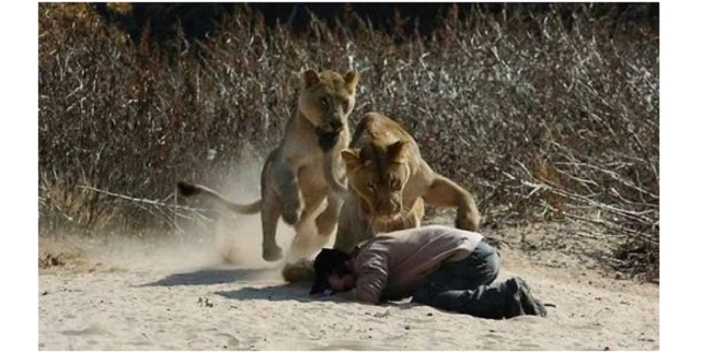 South African prophet challenges Lion