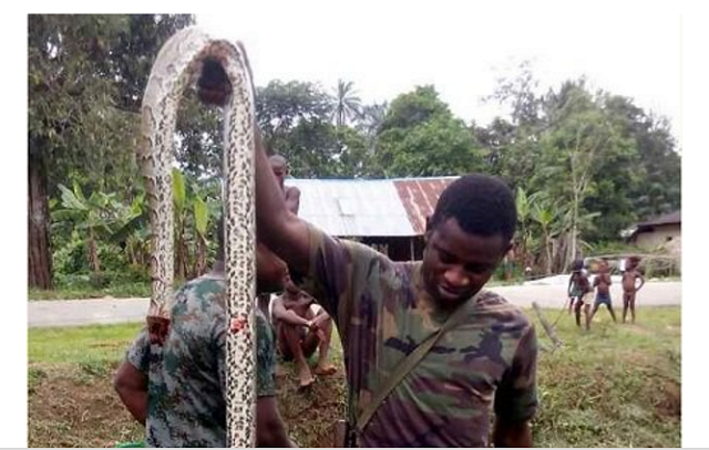 Huge Python Nigerian soldiers killed