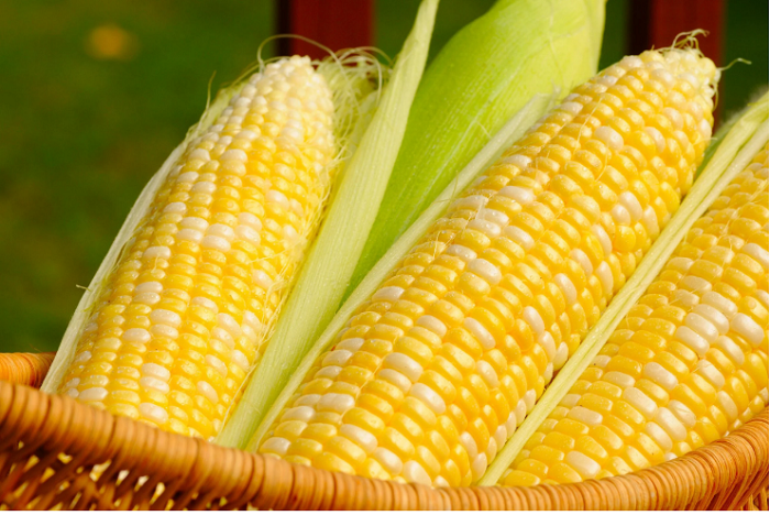 Why you should add corn to your diet