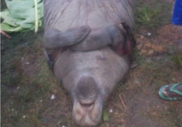 Huge Sea Cow killed in Badagry