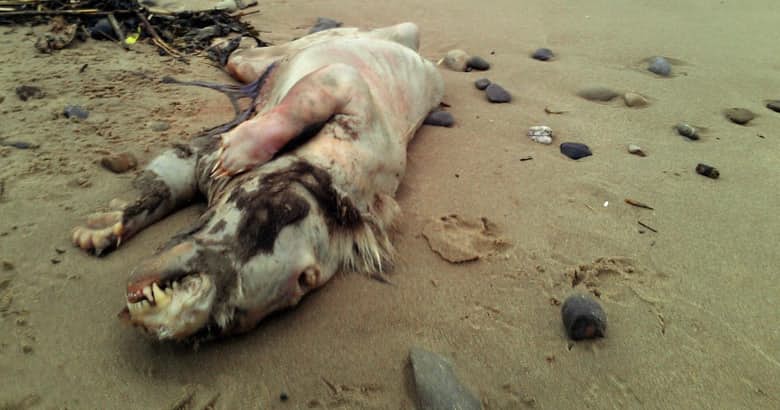 creepiest-things-that-have-washed-up-on-shore