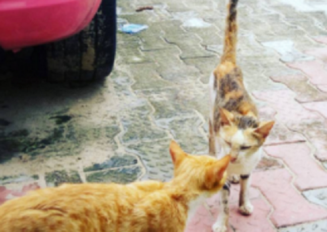 cossy-orjiakor-names-her-cats-buhari