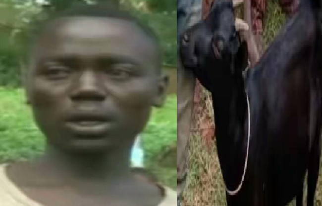 kenyan-man-caught-having-sex-with-neigbours-goat-theinfong