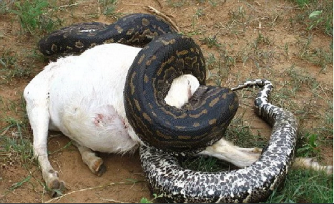 hunters-kill-giant-snake