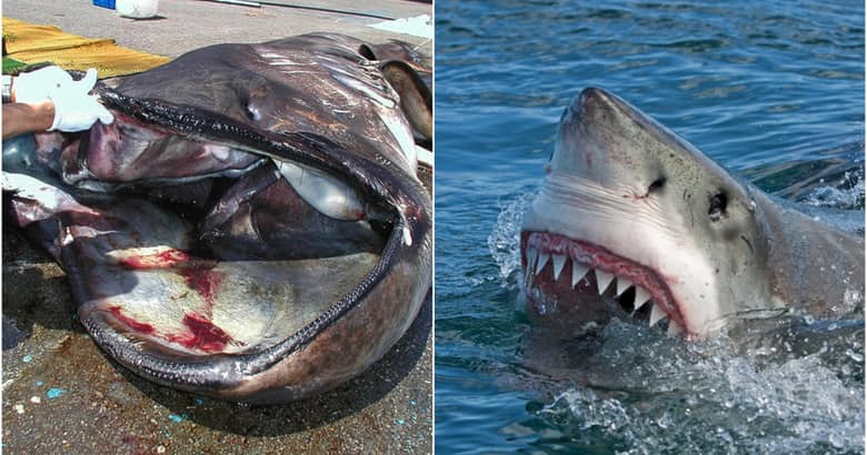most-terrifying-sharks