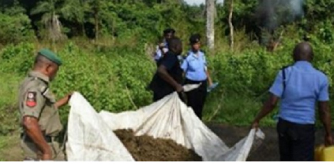 police-destroys-4-indian-hemp-farm-in-osun