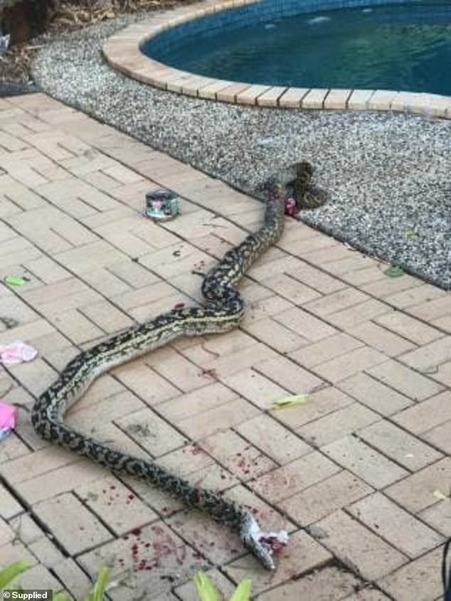 Heroic dad shares how he killed a Python that almost swallowed his 4year old son (Photos)