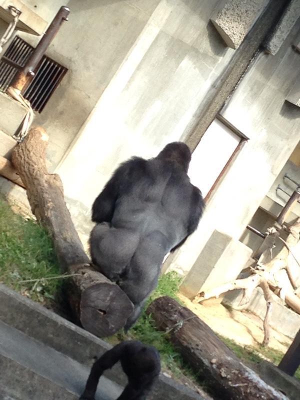 Gorilla4