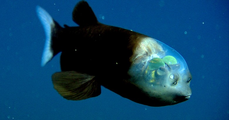strangest animals living in the ocean