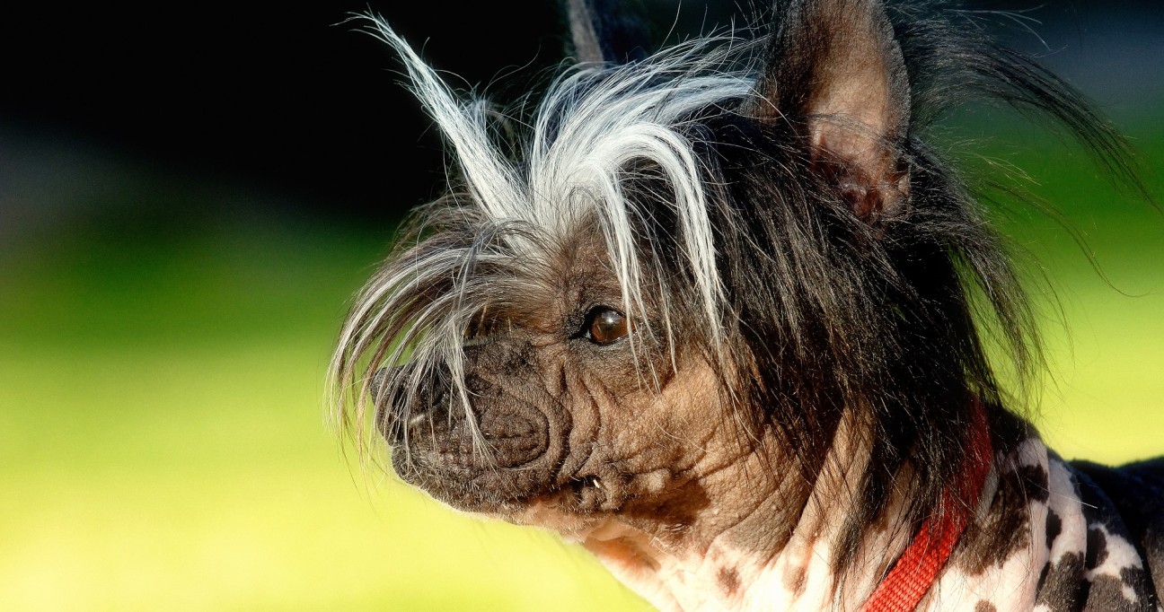 10-of-the-world-s-ugliest-dog-breeds-photos-theinfong