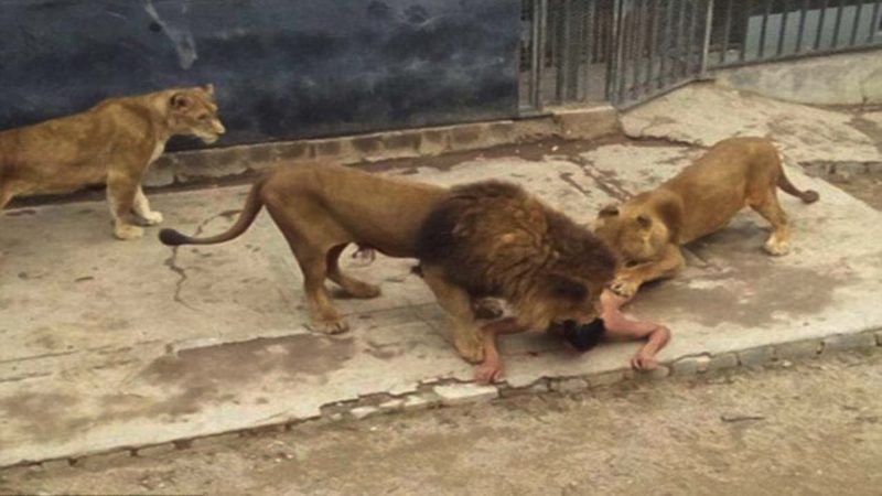 15 People Who Climbed The Fence At The Zoo And What Happened To Them ...