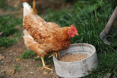 South Africa bans sale of live hens in the country | Theinfong