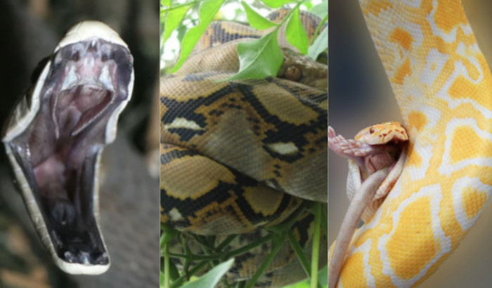 The good, the bad and the deadliest of Snakes you never knew - And ...