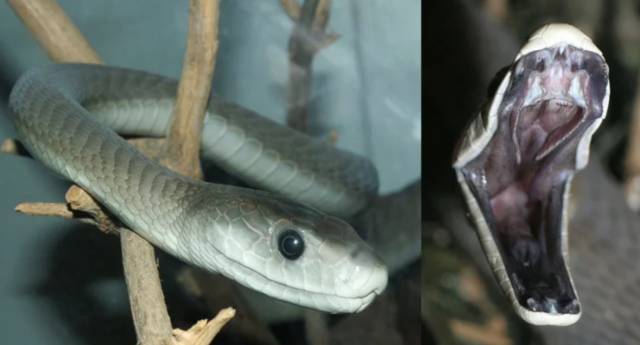 The good, the bad and the deadliest of Snakes you never knew - And ...