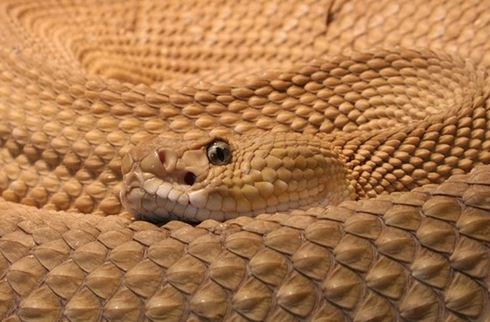10 most dangerous snake species in history of the world