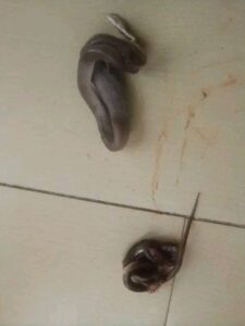 Nigerian Lady Appreciates God For Saving Her Life After Finding Two Snakes In Her Bedroom And Escaping Robbery Attack
