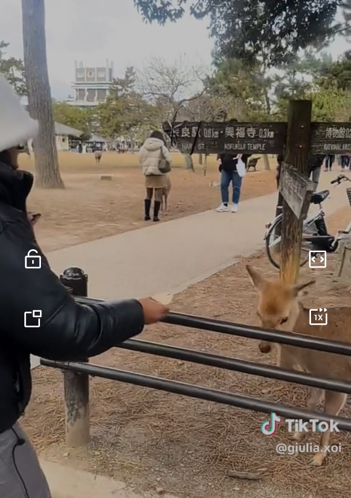 “Everyone in Japan is polite, even the animals” – Nigerian lady says as deer in Japan greets her by bowing (Video)