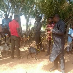Benue State lawmaker, Daniel Ukpera, donates ropes to his community members to effectively tie their goats