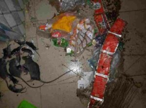 Abia State University student shares photos of what "dangerous rats" did in his room during lockdown