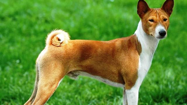 Top 25 Most Dangerous Dog Breeds With Pictures — Theinfong